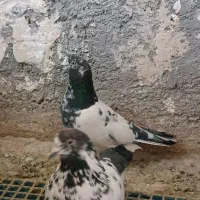 کفتر یک جفت تیدی پاکستانی ویک جفت سفید