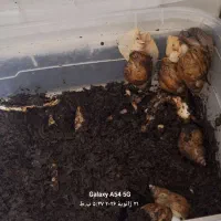 حلزون آلبینو آچاتینا