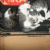 واگذاری رایگان سه بچه گربه دو سه ماهه بازیگوش