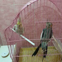 عروس هلندی اهلی همراه با قفس و لانه