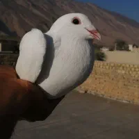 کبوتر پلاکی ماده|پرنده|کازرون, |دیوار