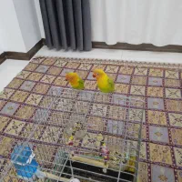 طوطی برزیلی|پرنده|سنندج, |دیوار
