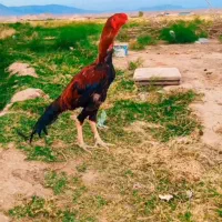 مرغ خروس نوک طوطی اصیل