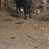 سگ ژرمن بلک ماده(مکان شهرکرد)