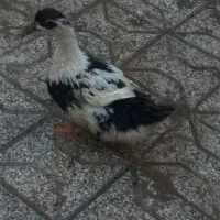 ۲ اردک تخمگذار