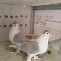 کفتر.کبوتر.جفت شیرازی الماسی