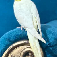 عروس هلندی لوتینو|پرنده|شوش, |دیوار