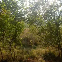 باغ-انار-و-گردو