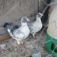 کفتر پلنگ سبز نر و ماده