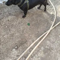 سگ پا کوتاه|سگ|جیرفت, |دیوار