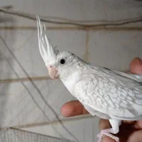 عروس هلندی جوجه 50روزه کاملا رام دونخور کامل