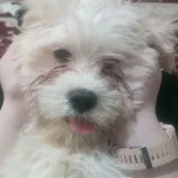 سگ ملوس|سگ|قم, شاه ابراهیم|دیوار