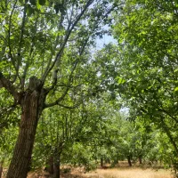 باغ گردو
