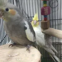 پرنده مولد