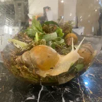 حلزون پرورشی سایز بزرگ