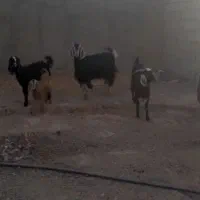 فروش چند عدد بز ماده نقدی بصورت تک یا باهم|حیوانات مزرعه|قاسم‌آباد (خواف), |دیوار