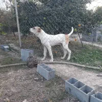 توله خراسانی 5ماهه درجه 1|سگ|ساری, |دیوار