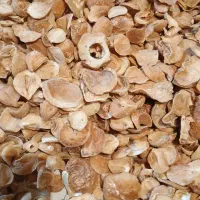 نیازمند موسیر|خدمات باغبانی و درختکاری|تهران, ونک|دیوار