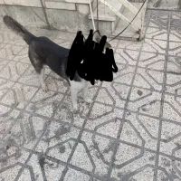 سلام هاسکی پیدا شده