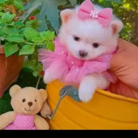 بهترینها اینجاست|سگ|شیراز, اصلاح‌نژاد|دیوار