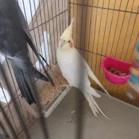 یک جفت عروس هلندی مولد