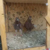 تعدای کفتر پرشی|پرنده|شریفآباد, |دیوار