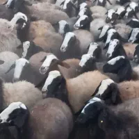 ۱۲۰ راس شیشک میش شال هیکلی درشت آبستن سنگین|حیوانات مزرعه|بوئین زهرا, |دیوار