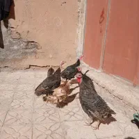 بوقلمون چهار عدد|حیوانات مزرعه|کوهدشت, |دیوار