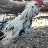 تخم مرغ نطفه دار