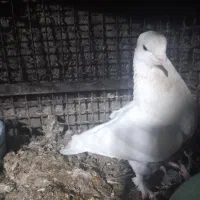 کبوتر|پرنده|بم, |دیوار