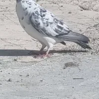 ماده گوره پلاکی