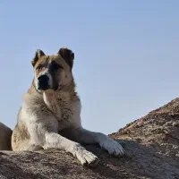 سرابی نگهبان