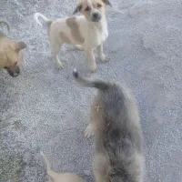 چند تا توله سگ نگهبان