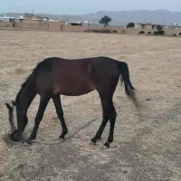 کره اسب مادیون