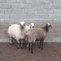 میش باسکویی،،بز،بزغاله،بره