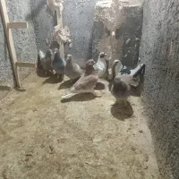 کفتر پرشی بام زدو خوردی|پرنده|اسفراین, |دیوار