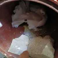 دمچتری با جوجه|پرنده|شهرکرد, |دیوار