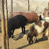 بره ماده|حیوانات مزرعه|هندمینی, |دیوار