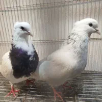 چند جفت طوقی و ۳عدد ساده سیاه|پرنده|مشهد, چهاربرج|دیوار