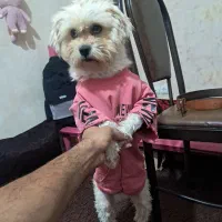 شیتزو