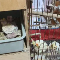 طوطی عروس هلندی|پرنده|سیدان, |دیوار