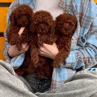 سگ توله توی پودل ۷۲ روز وارداتی|سگ|تهران, سعادت‌آباد|دیوار