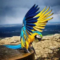 خرید فروش انواع پرندگان زینتی پرنده فروشی آرا