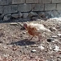 بوقلمون|حیوانات مزرعه|فولادشهر, مدیسه|دیوار