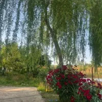 اجاره ویلا روزانه و سالانه|اجارهٔ کوتاه‌مدت ویلا و باغ|سنگر, |دیوار