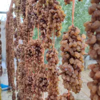 کشمش شغاری و شیره انگور خراسان شمالی