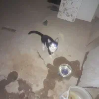 واگذاری یک عدد گربه