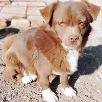 سگ نر اشپیتز-شیتزو|سگ|زنجان, |دیوار