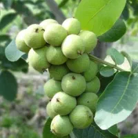 گردو اصلاح شده و با کیفیت