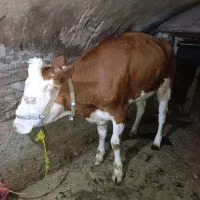 پارینه ماده مونت بیلیارد